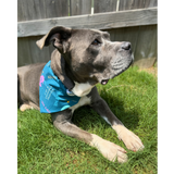 Volunteer Favorite Pet Bandana