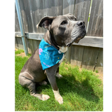 Volunteer Favorite Pet Bandana