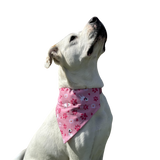 Zani About You Pet Bandana