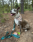 Let's Go Camping Pet Bandanas