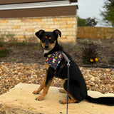 Fiesta Bandanas - Slip on and Snap-able Pet Bandanas