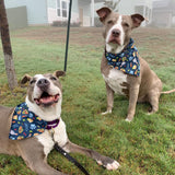 Taco Bout A Pawty - Slip on and Snap-able Pet Bandanas