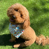 Fiesta Bandanas - Slip on and Snap-able Pet Bandanas